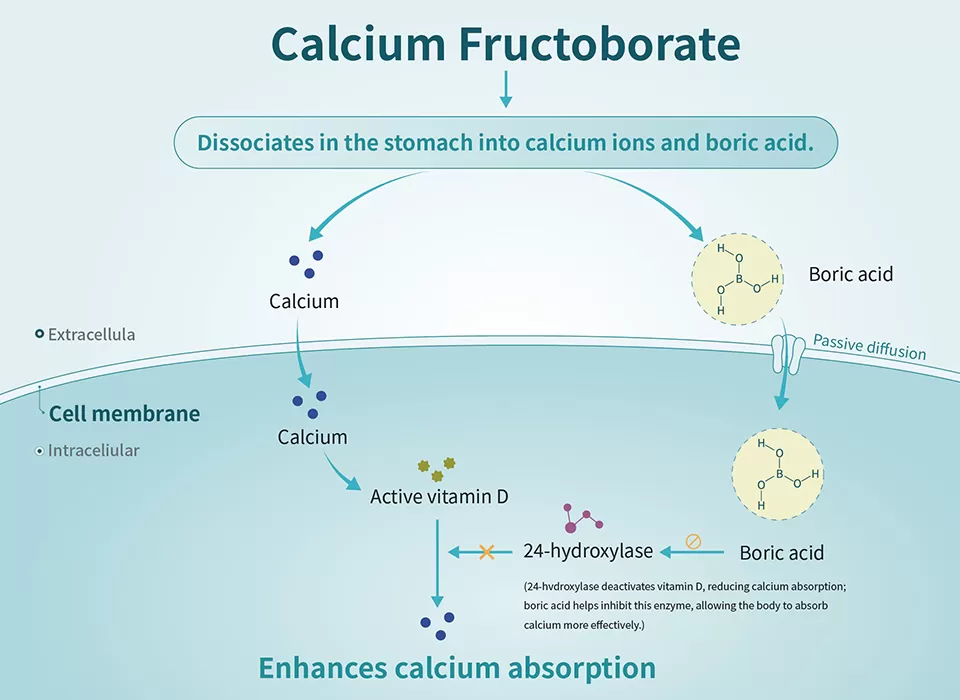 Comment cela fonctionne-t-il?